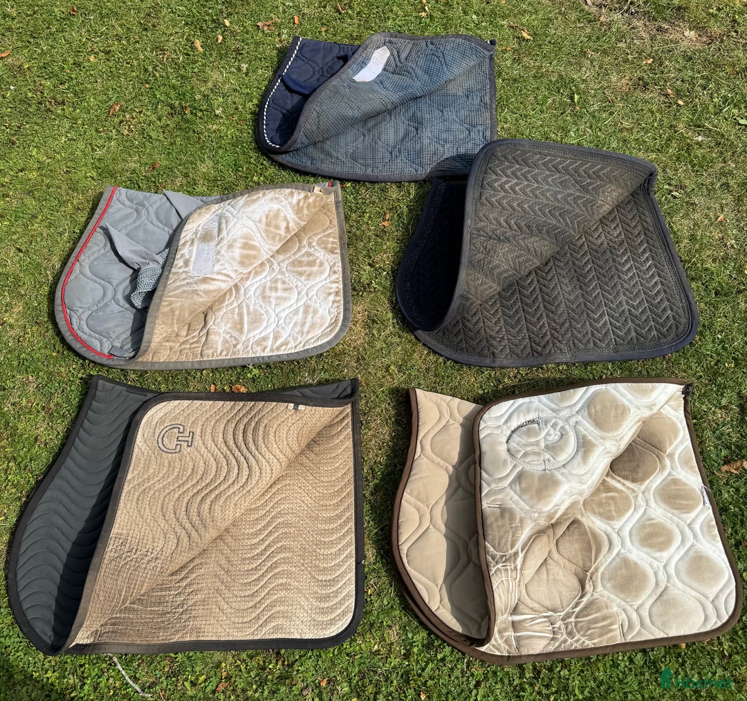 Övrig Hästutrustning hästutrustning till salu: Märkesprylar i Täby - Annons 2