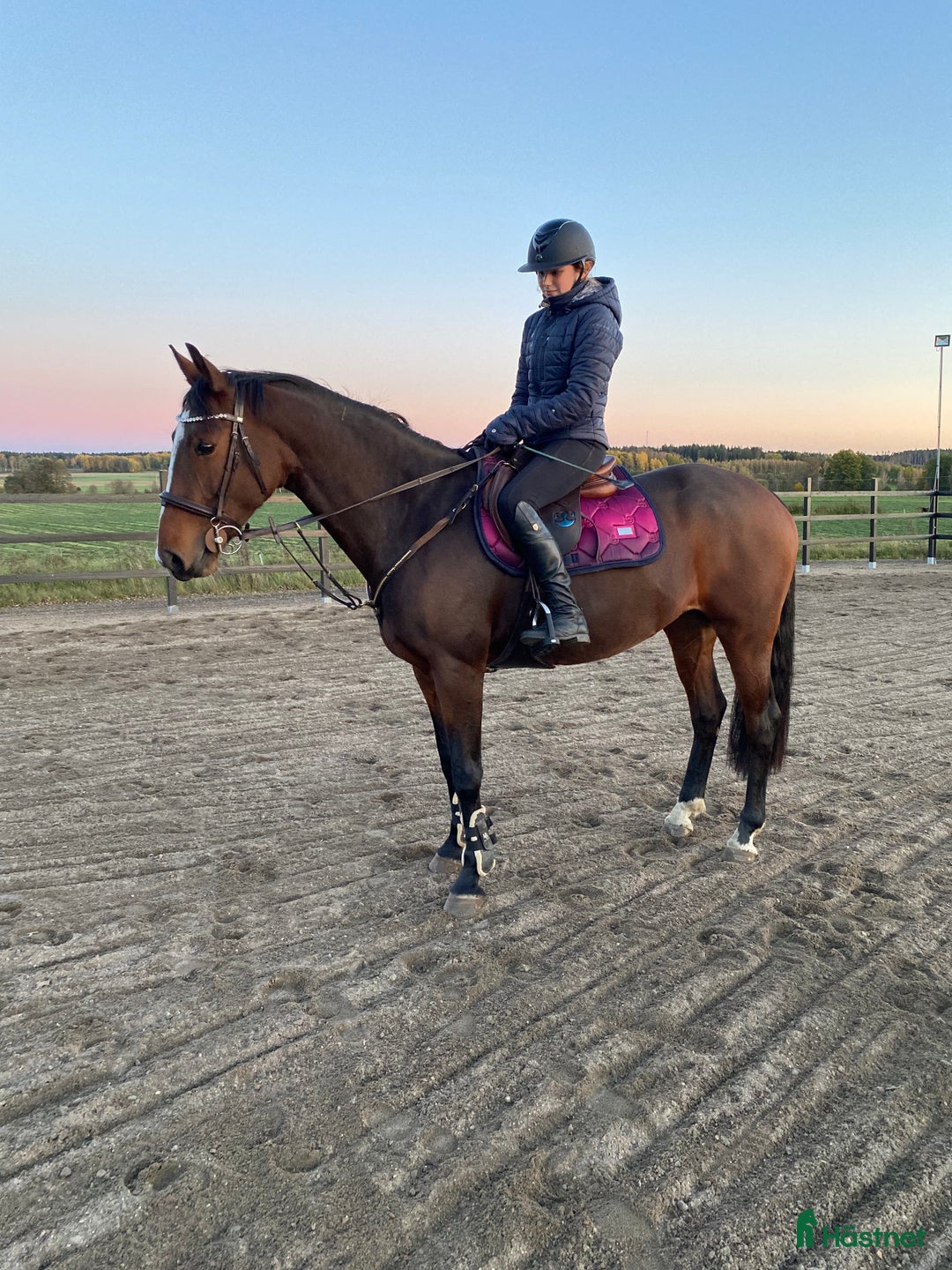 Allround hästar till salu: Vackert sto i Vårgårda - Annons 2