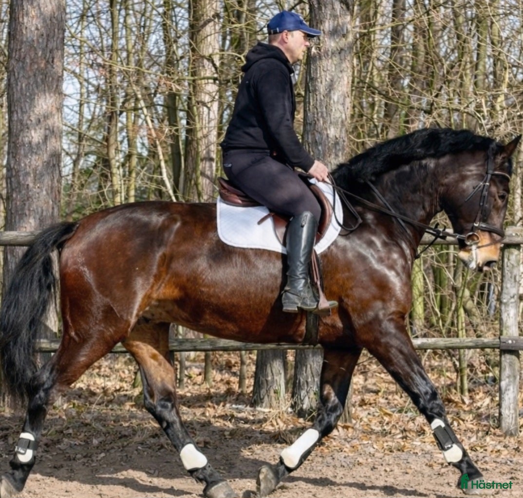  hästar Gorgeous and lovely TOP Silesian  - Annons 2