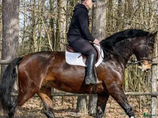 hästar Gorgeous and lovely TOP Silesian - Annons 2