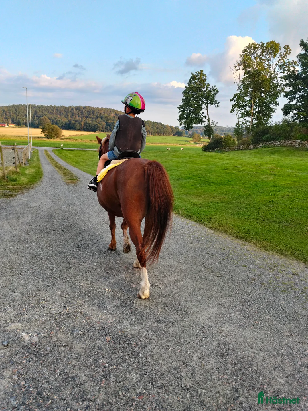 Allround hästar sökes: Läromästare sökes - Annons 1