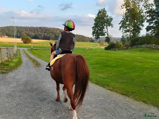 Allround hästar sökes: Läromästare sökes - Annons 1