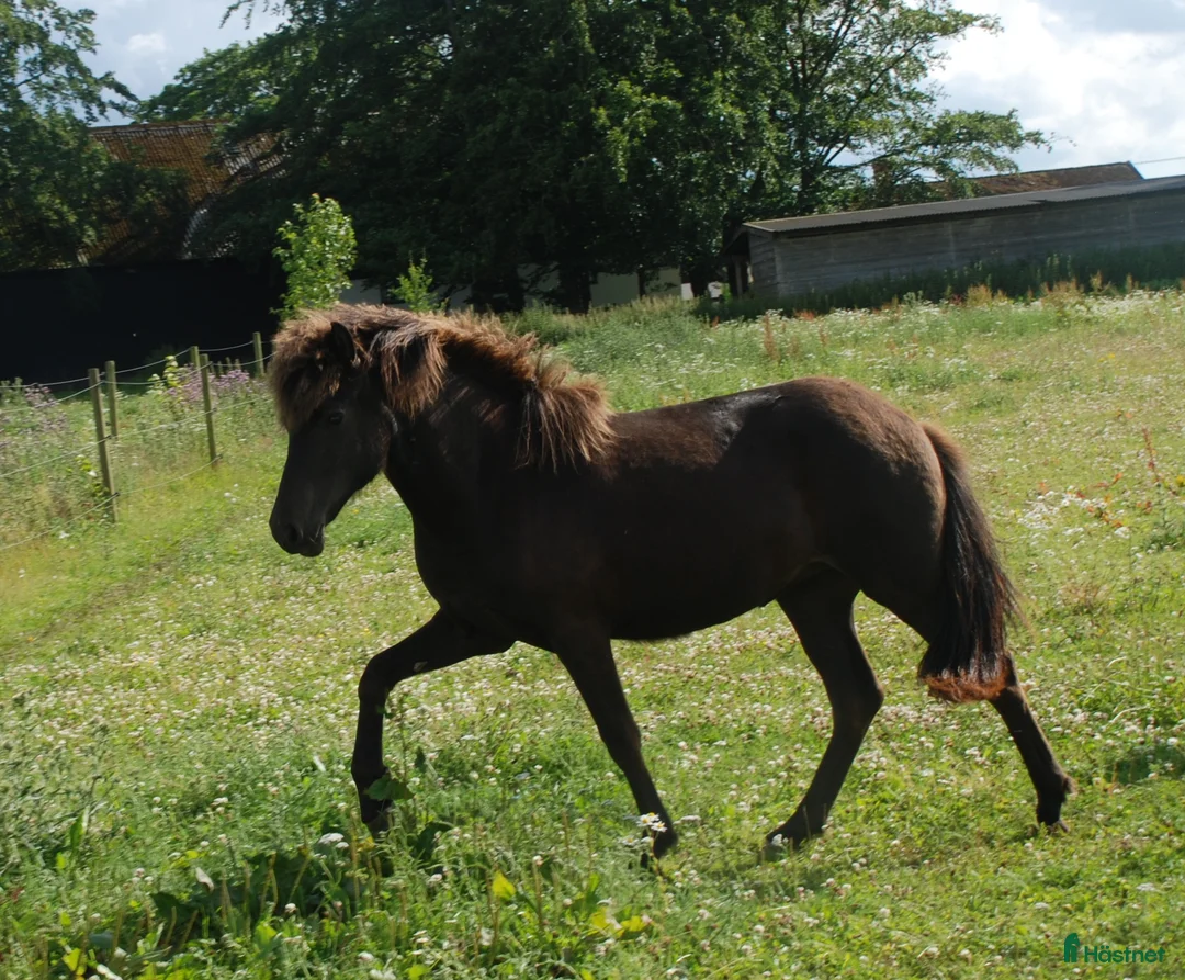 Island hästar till salu: Häftig ungsto med super stam i Vollsjö - Annons 6