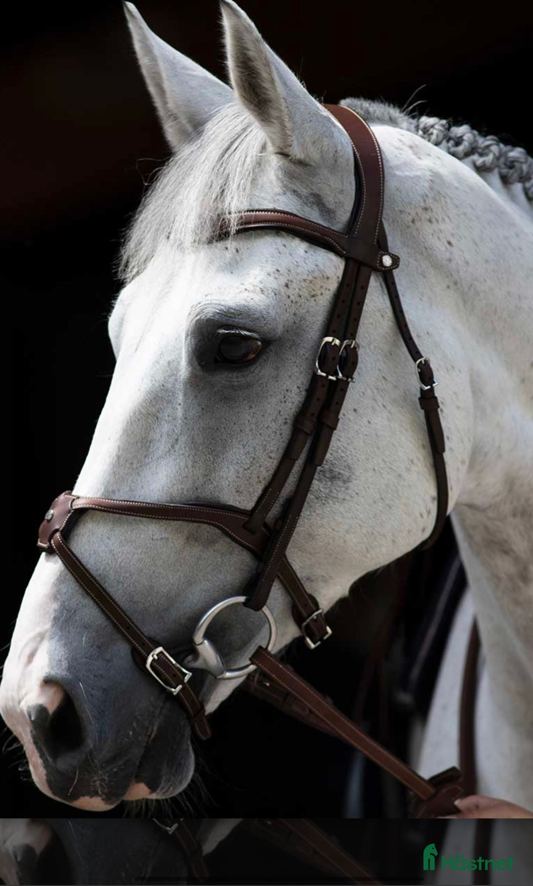 Träns hästutrustning till salu: Antares träns till salu! i Västerhaninge - Annons 1