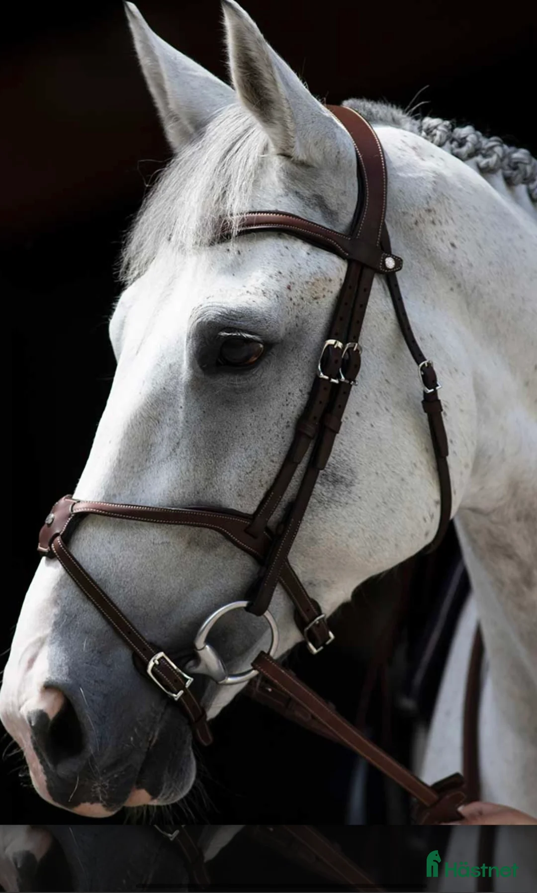Träns hästutrustning till salu: Antares träns till salu! i Västerhaninge - Annons 1
