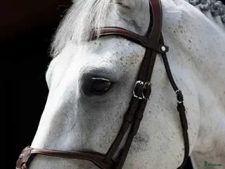 Träns hästutrustning Antares träns till salu! i Västerhaninge - Annons 4