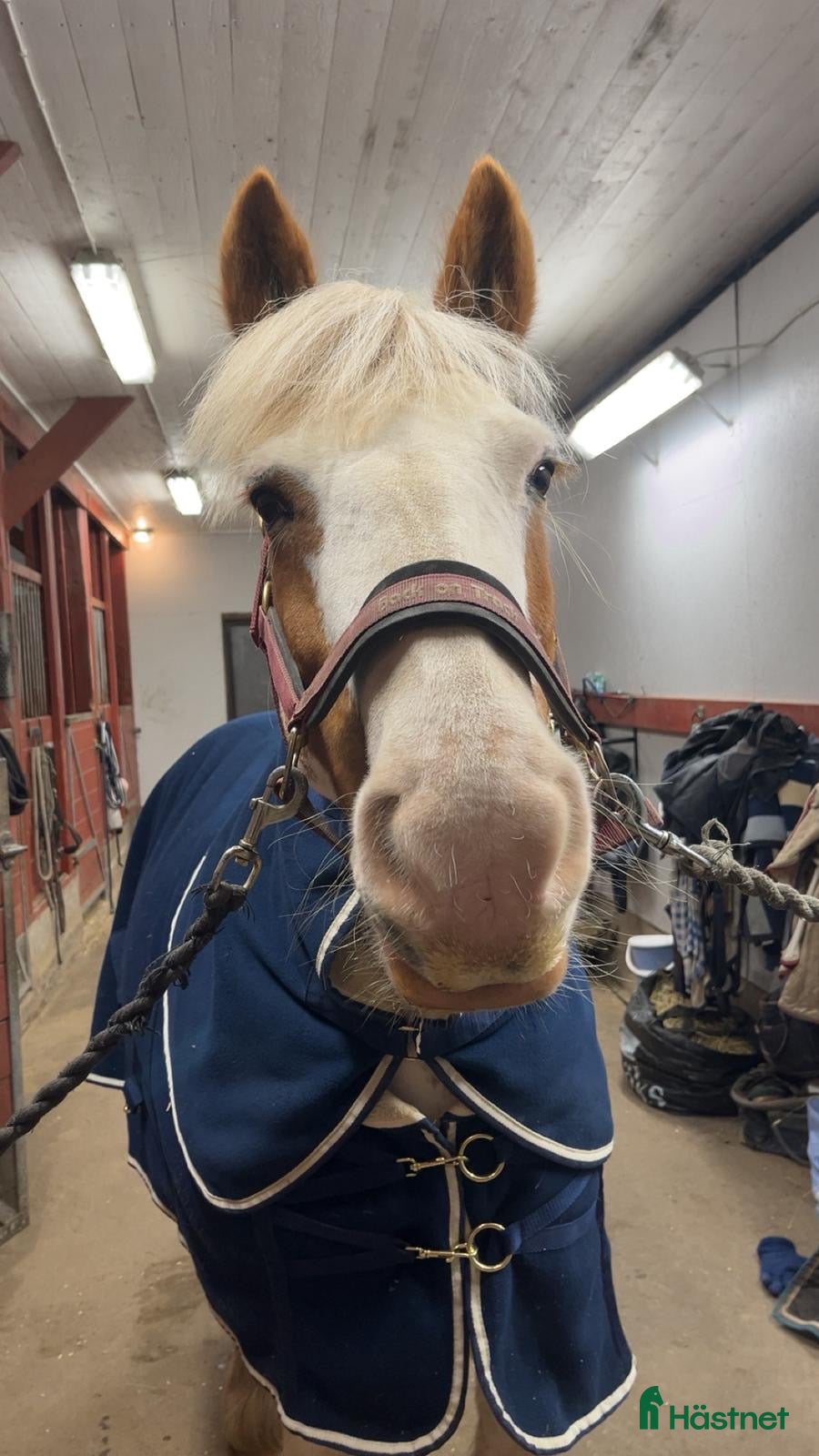  hästar Supersnäll allround ponny - Annons 2