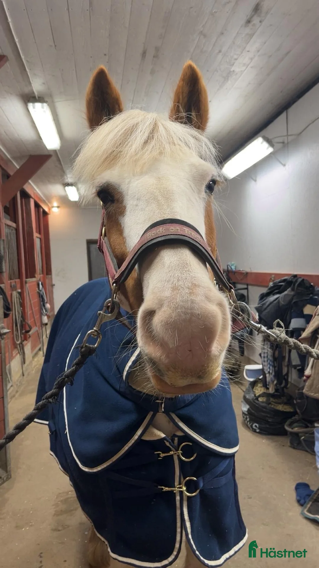 Allround hästar till salu: Supersnäll allround ponny i Vargön - Annons 2