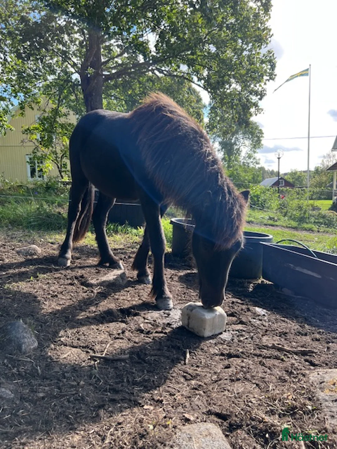 Island hästar till salu: Välstammad vacker unghingst i Rimbo - Annons 3