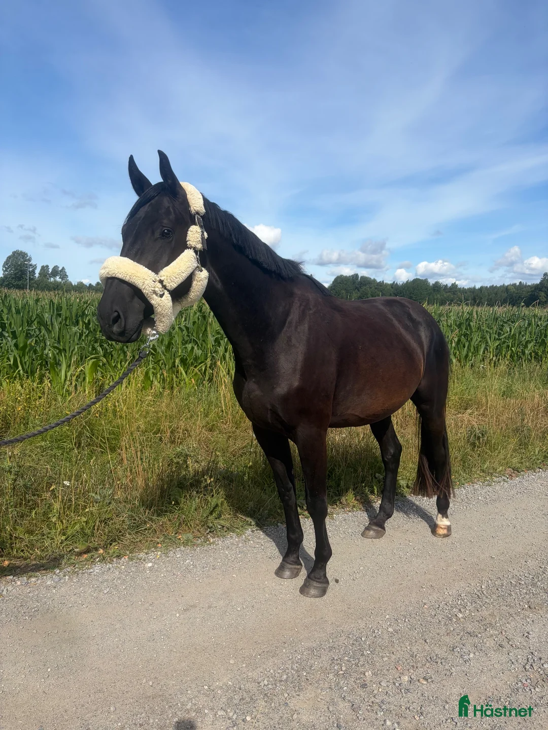 Hoppning hästar till salu: Super fin 4 åring  - Annons 2