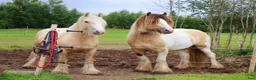 Allround hästar till salu: Gypsy Cob selges! - Annons 22