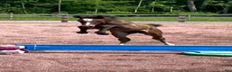 Hoppning hästar till salu: Lovande dubbeltalang - Annons 4