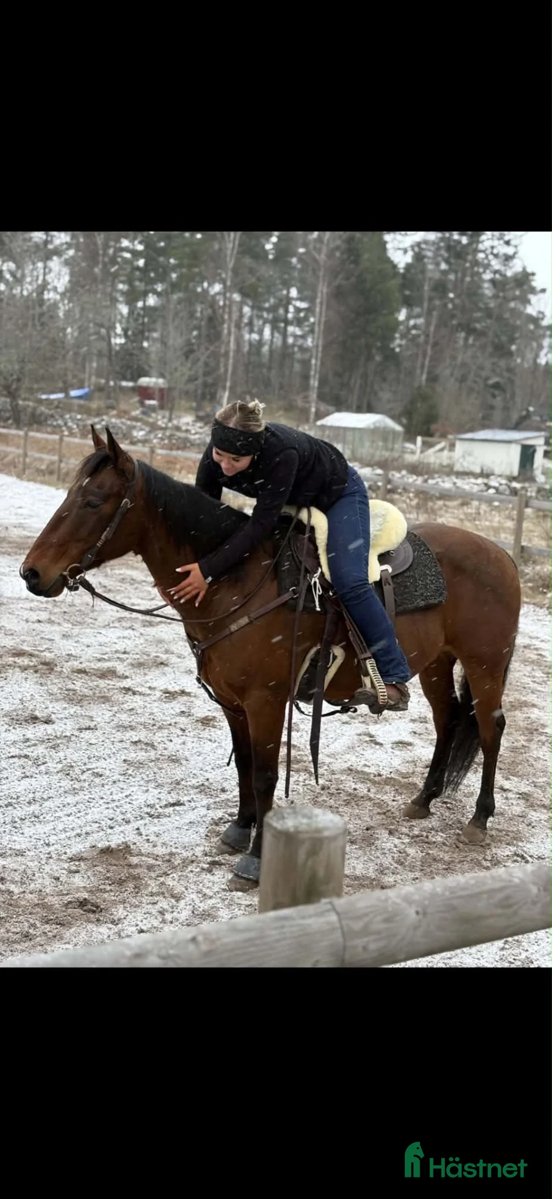 Western hästar till salu: Quarter valack Cut Like Hickory i Lerdala - Annons 2