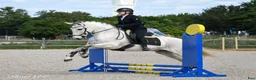 Working Equitation hästar till salu: Fantastiskt härlig PRE-valack - Annons 3