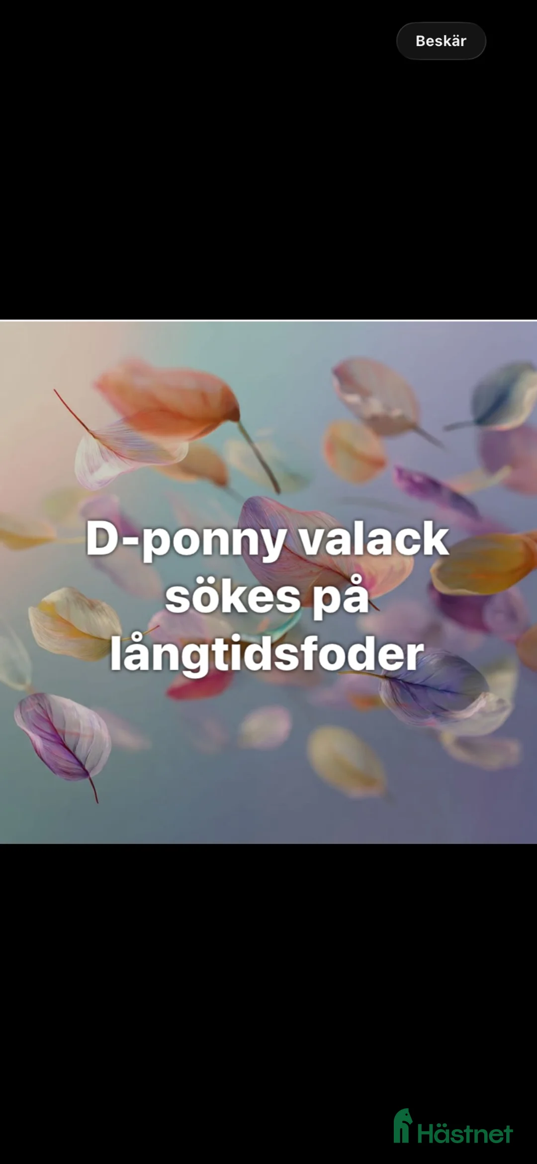  foderhäst sökes: D-ponny valack sökes på långtidsfoder i Nybro - Annons 1