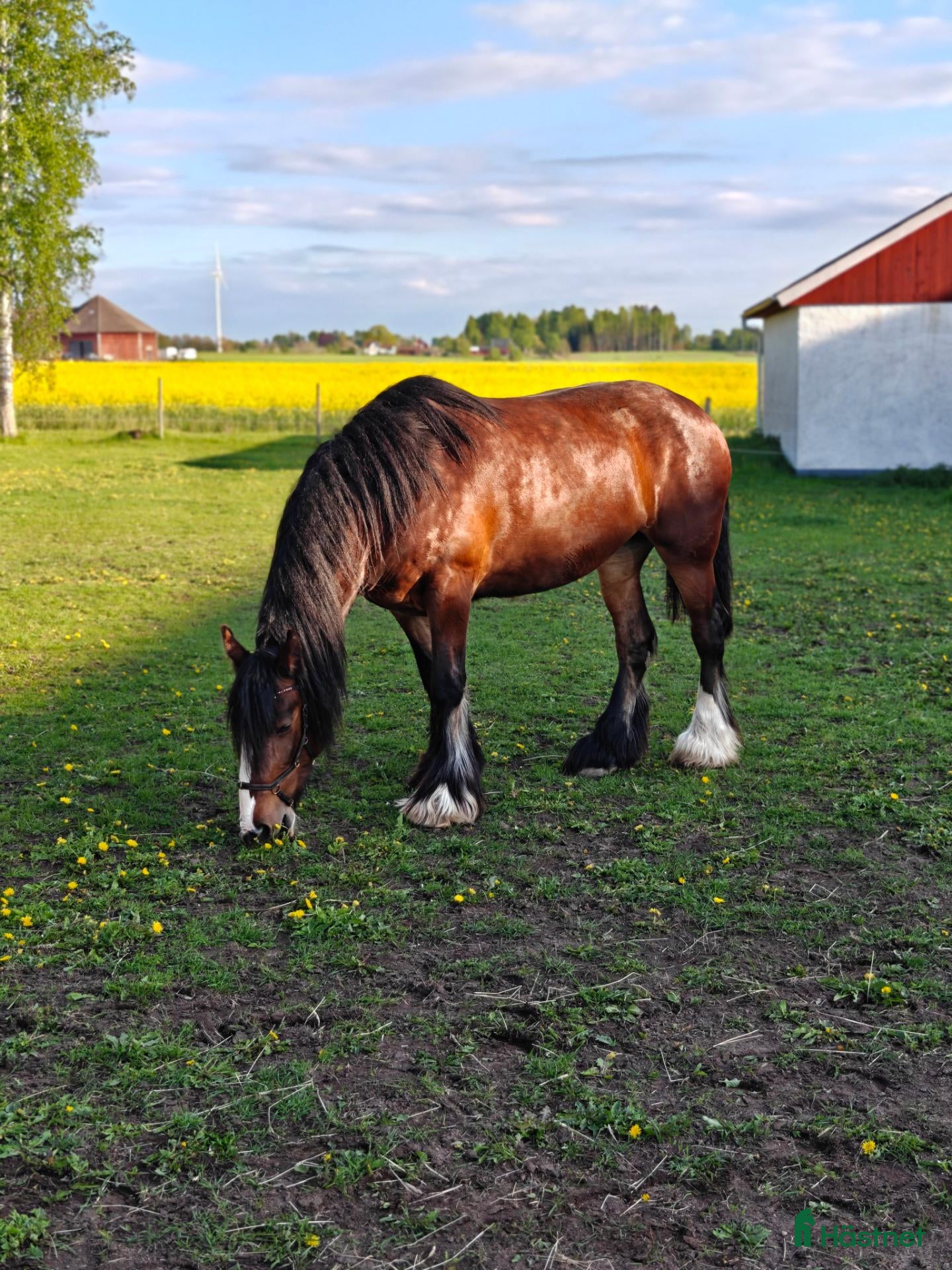  foderhäst finnes: Sto utlånas på foder - Annons 6