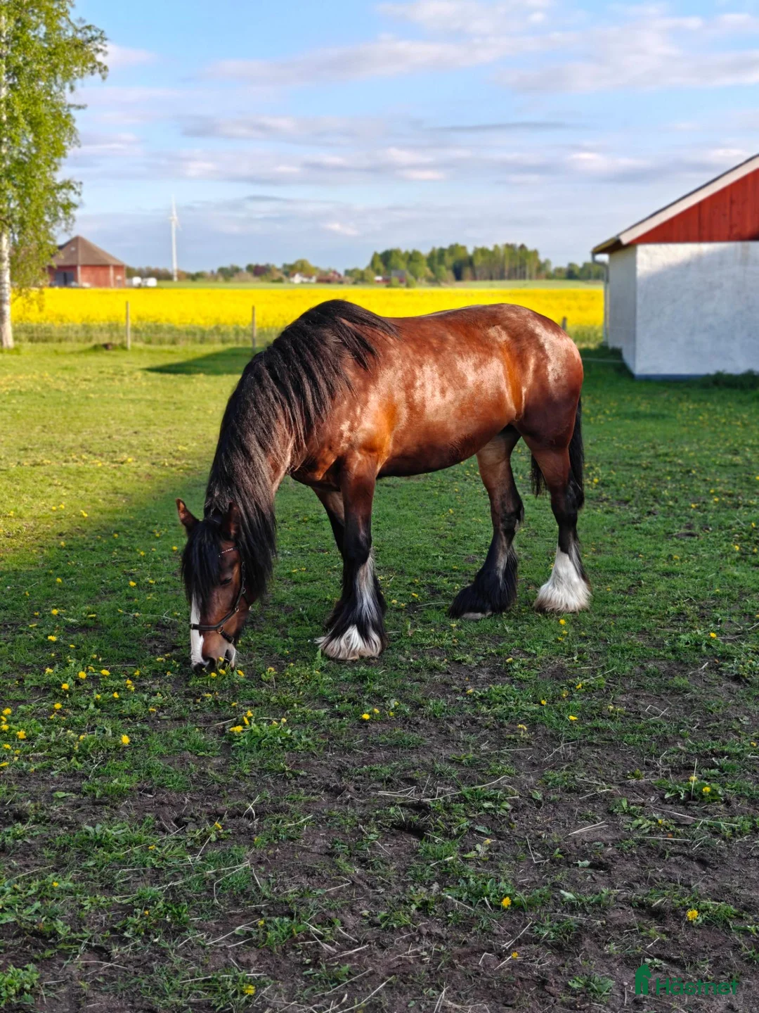  foderhäst finnes: Sto utlånas på foder - Annons 1