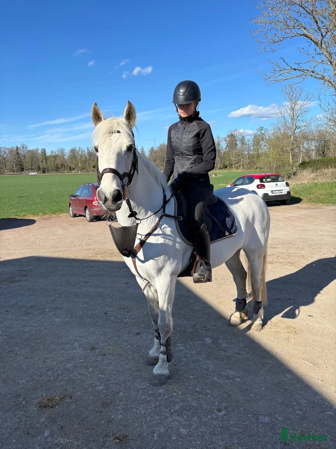 Allround hästar till salu: Ponny med hjärta av guld - Annons 2