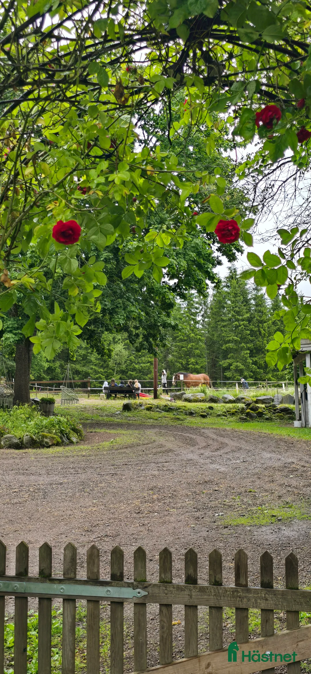  foderhäst sökes: Ny kompis sökes i Mullsjö - Annons 2