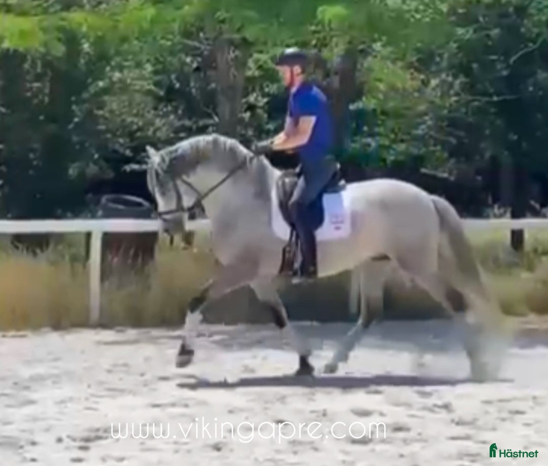 Allround hästar till salu: Elit stammad barock PRE hingst - Annons 2