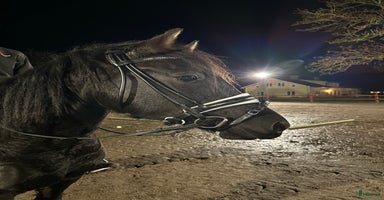  hästar i Enköping - Annons 13