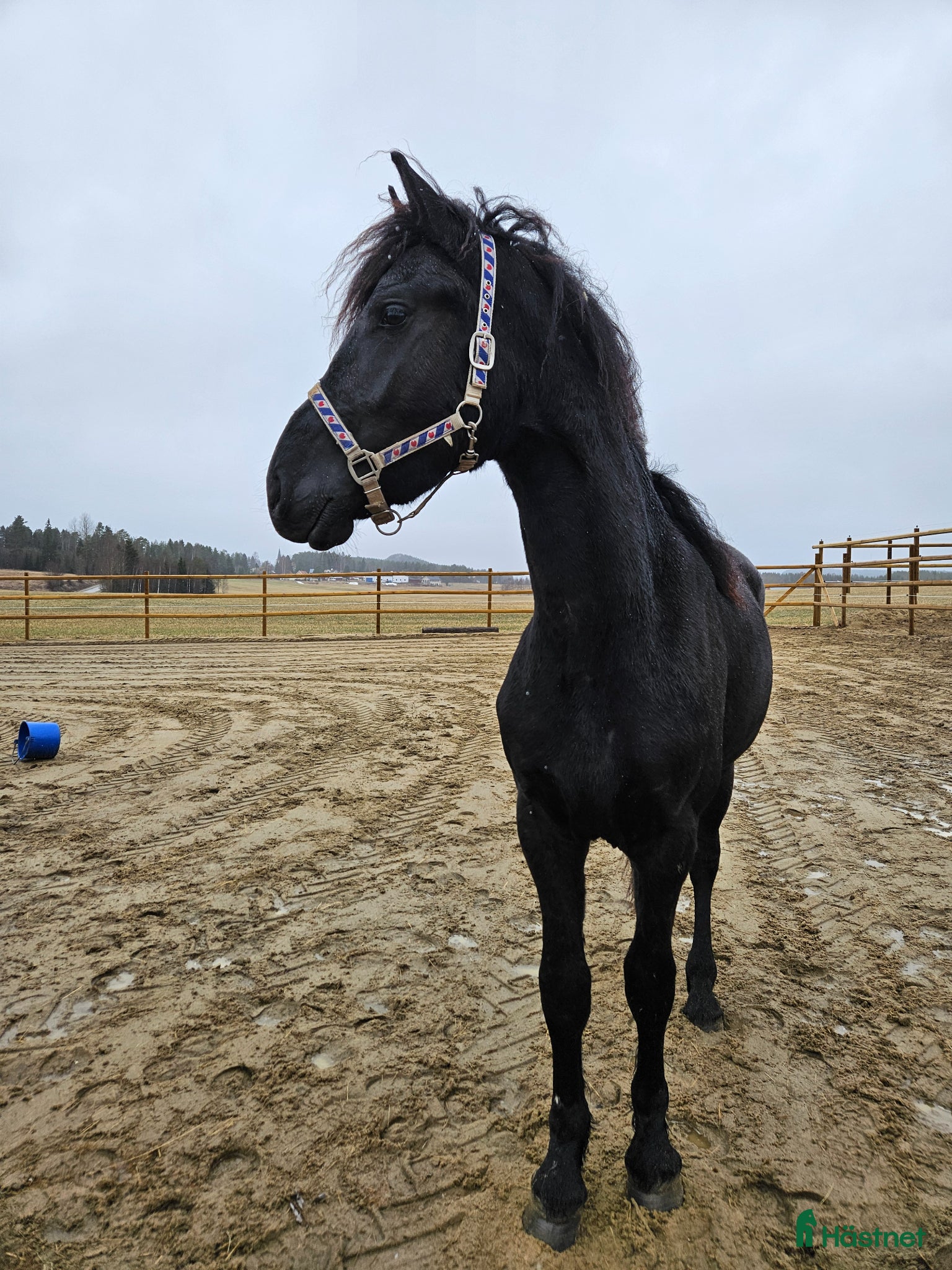  hästar Trevligt 2 åring hingst eller valack  - Annons 1