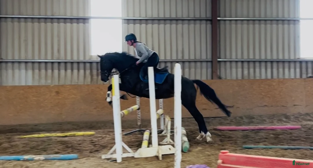 Allround hästar till salu: Allrounder horses i Ljungby - Annons 8