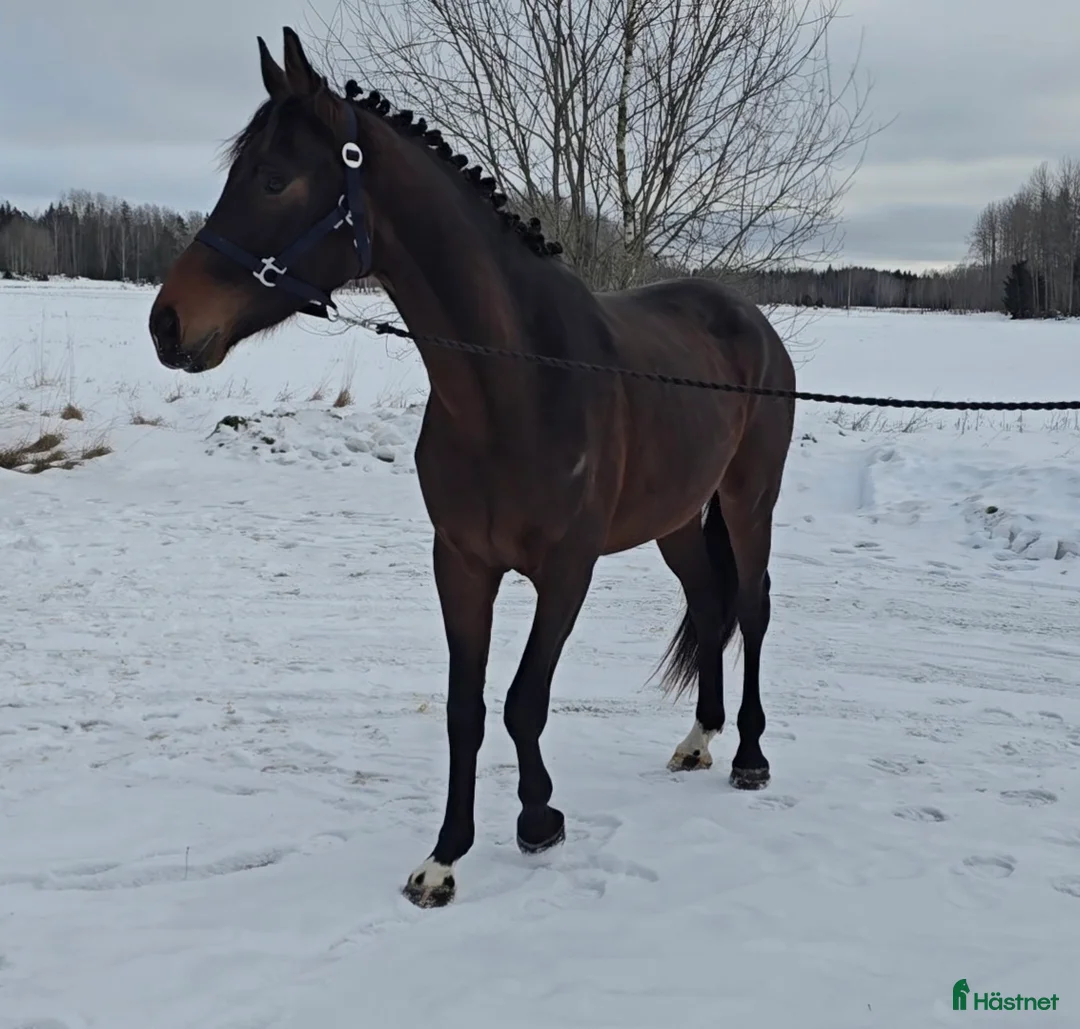Dressyr hästar till salu: Utrycktsfullt sto med toppstam - Annons 3