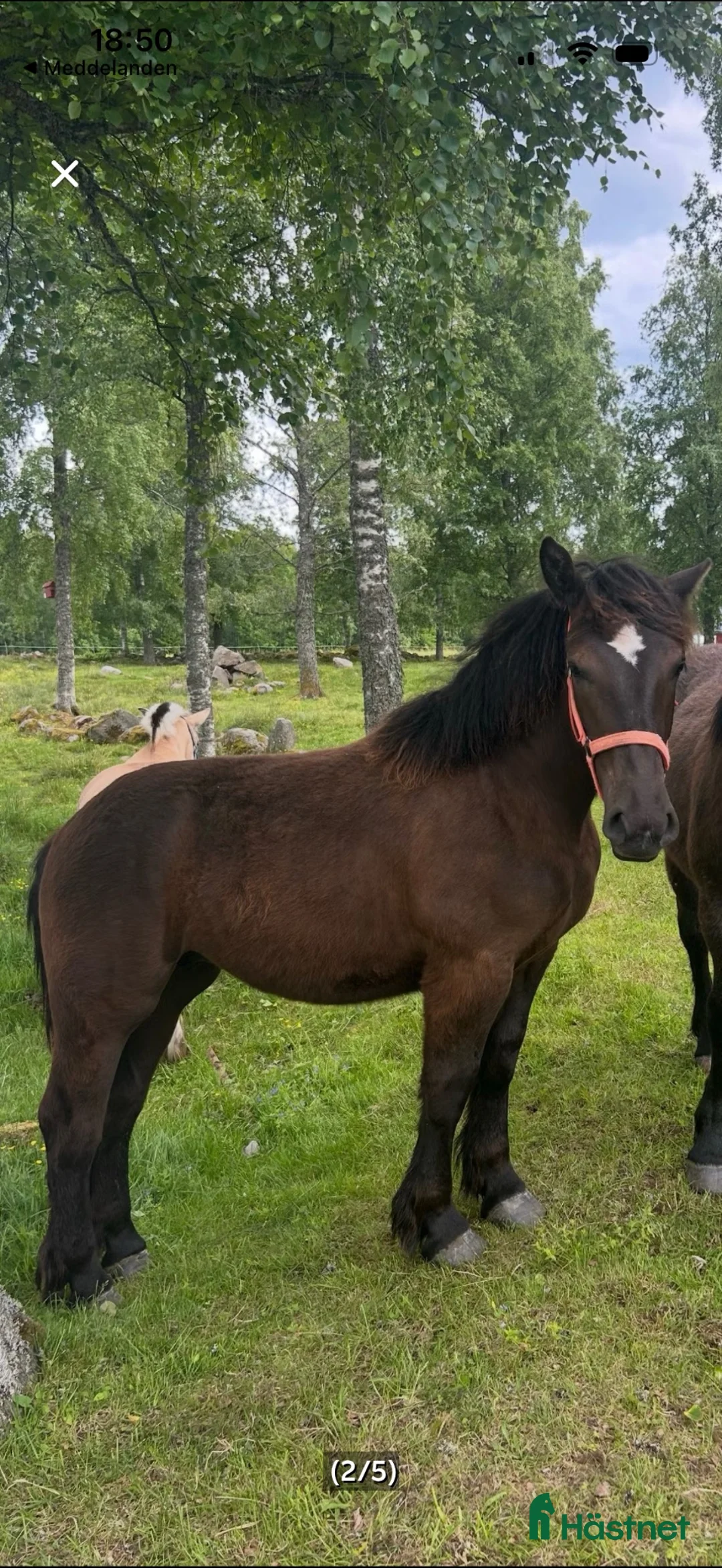 Allround hästar till salu: Svart ardenner sto - Annons 2