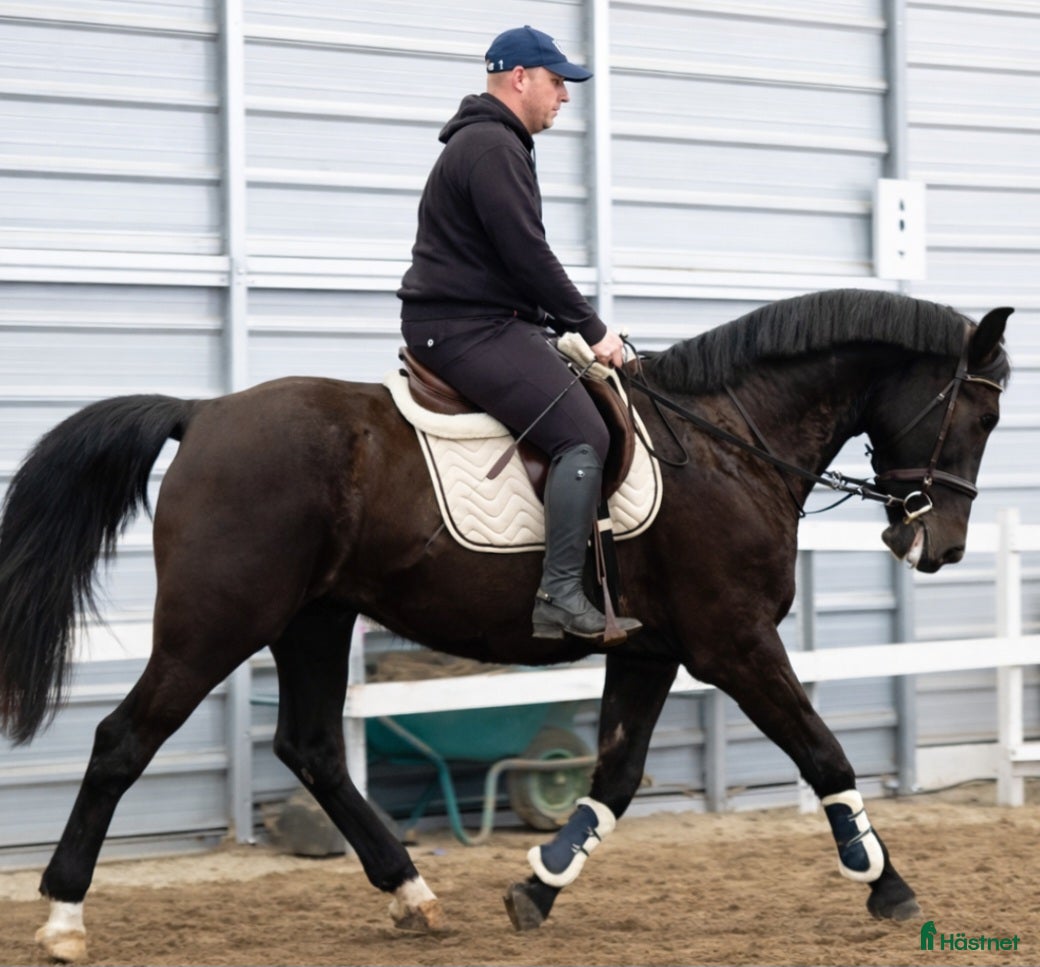  hästar Charming sweet Silesian-partner for everybody i Örsundsbro - Annons 3