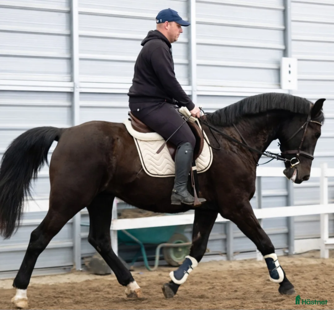 Allround hästar till salu: Charming sweet Silesian-partner for everybody i Örsundsbro - Annons 1