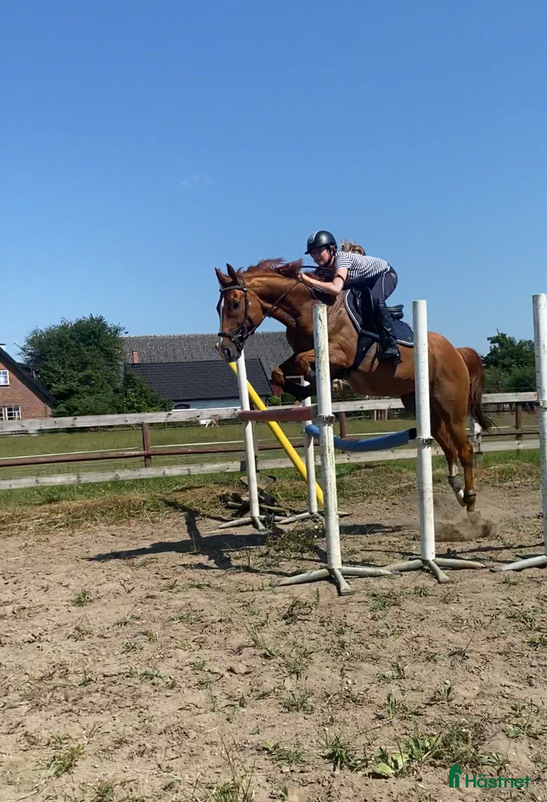 Allround hästar till salu: Fantastiskt fullblod i Löddeköpinge - Annons 2