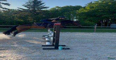  hästar i Örsundsbro - Annons 6