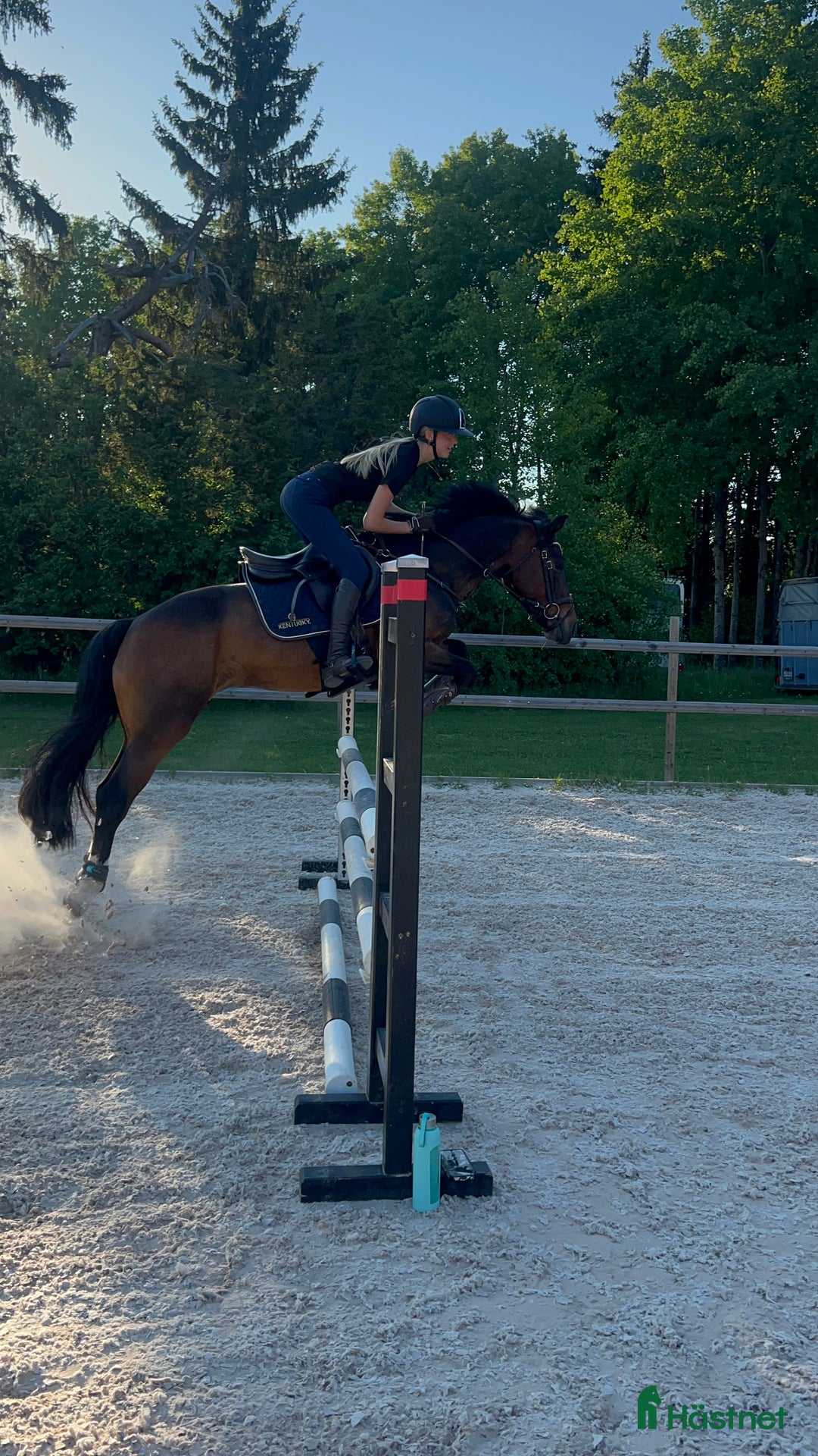 Fälttävlan hästar till salu: SM-placerad, meriterad Fälttävlansponny i Örsundsbro - Annons 2