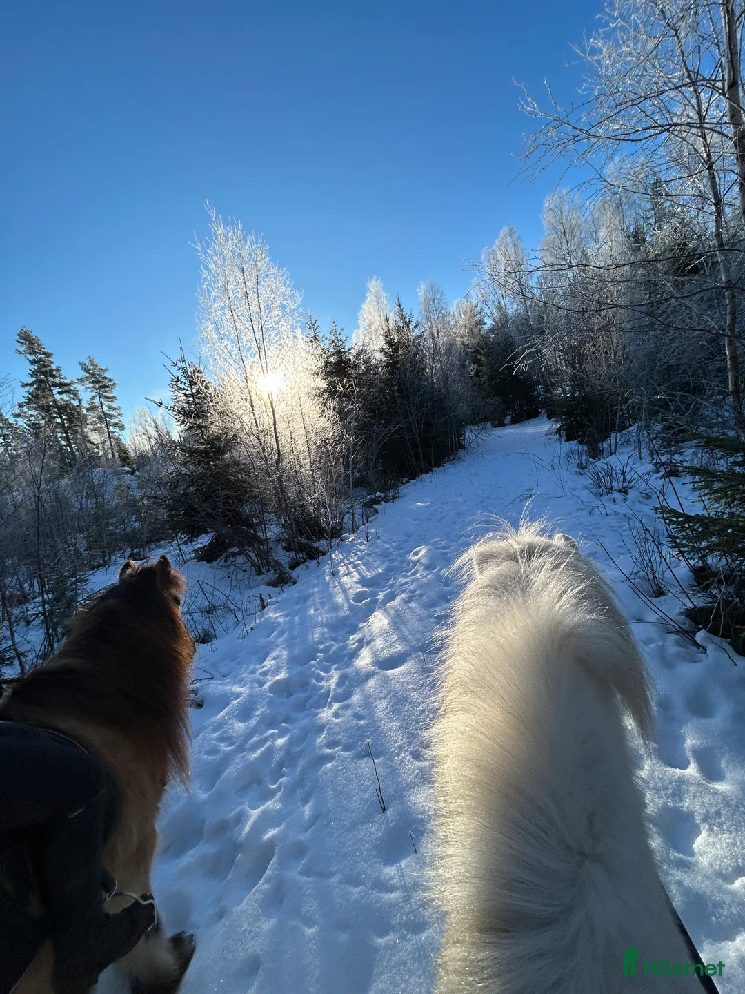  stallplats finnes: En stallplats alternativt 2 lösdriftplatser! - Annons 1