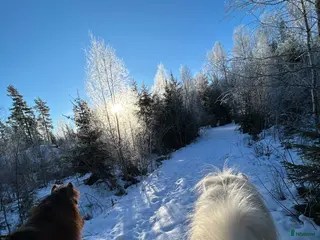 stallplats En stallplats alternativt 2 lösdriftplatser! - Annons 11