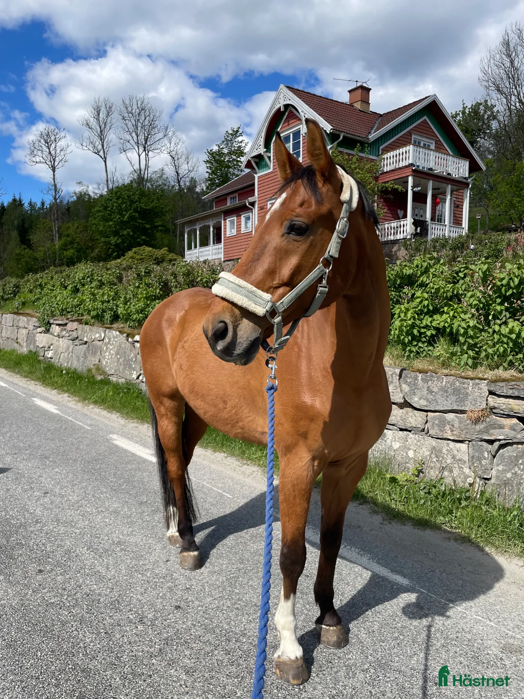 Allround hästar till salu: Fin läromästare  i Rävlanda - Annons 1