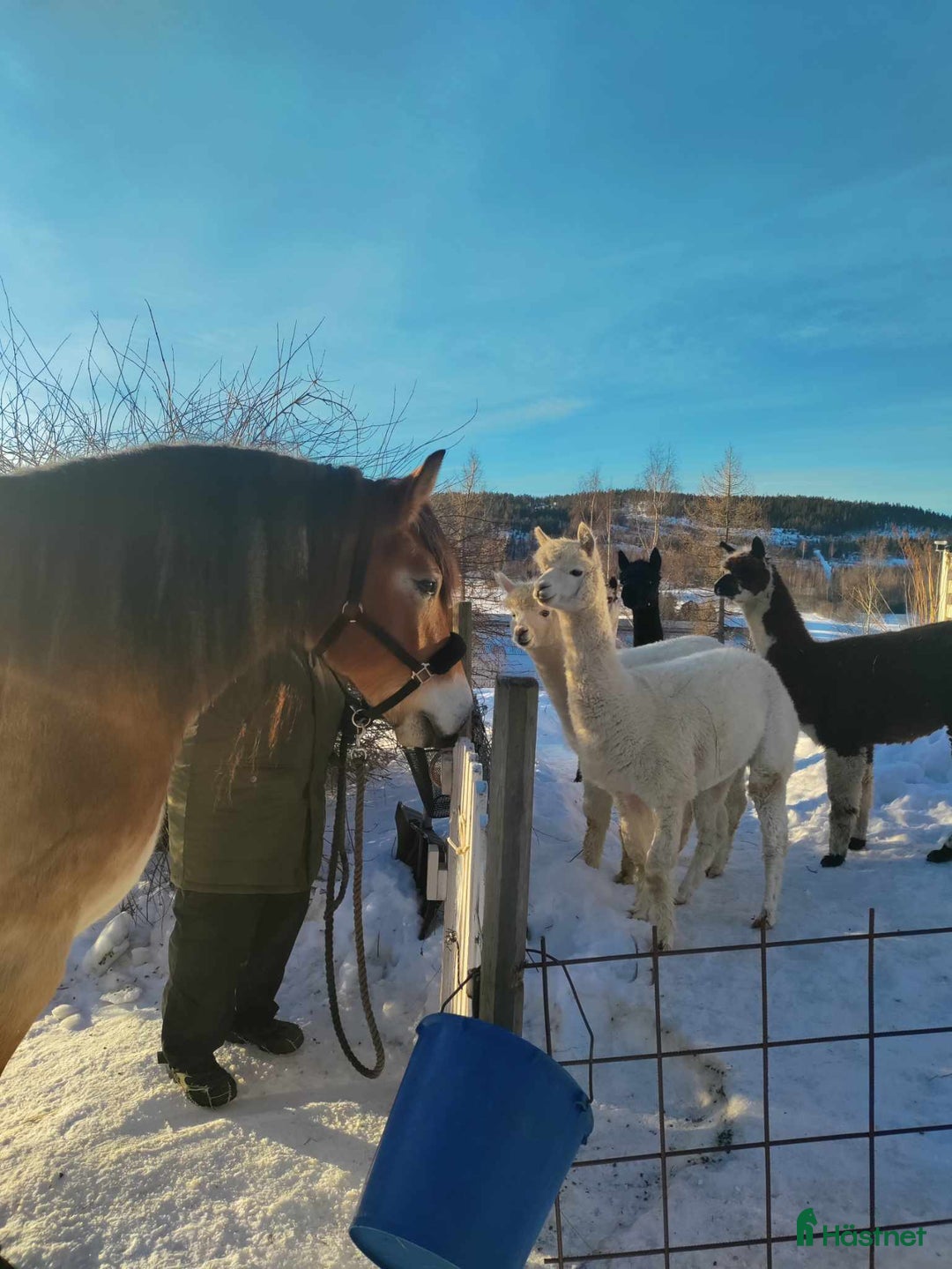 Allround hästar till salu: Otroligt snäll, körd & riden nsv valack. i Ullånger - Annons 1