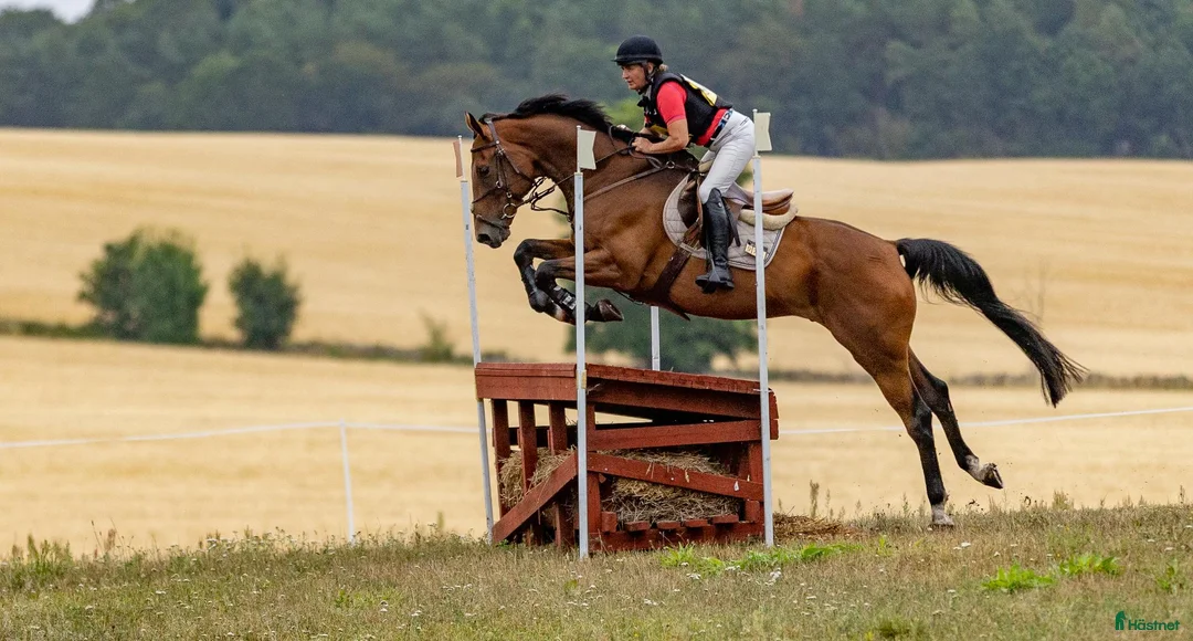 Hoppning hästar till salu: Rolig hopp- eller fälttävlanshäst med kapacitet  - Annons 1