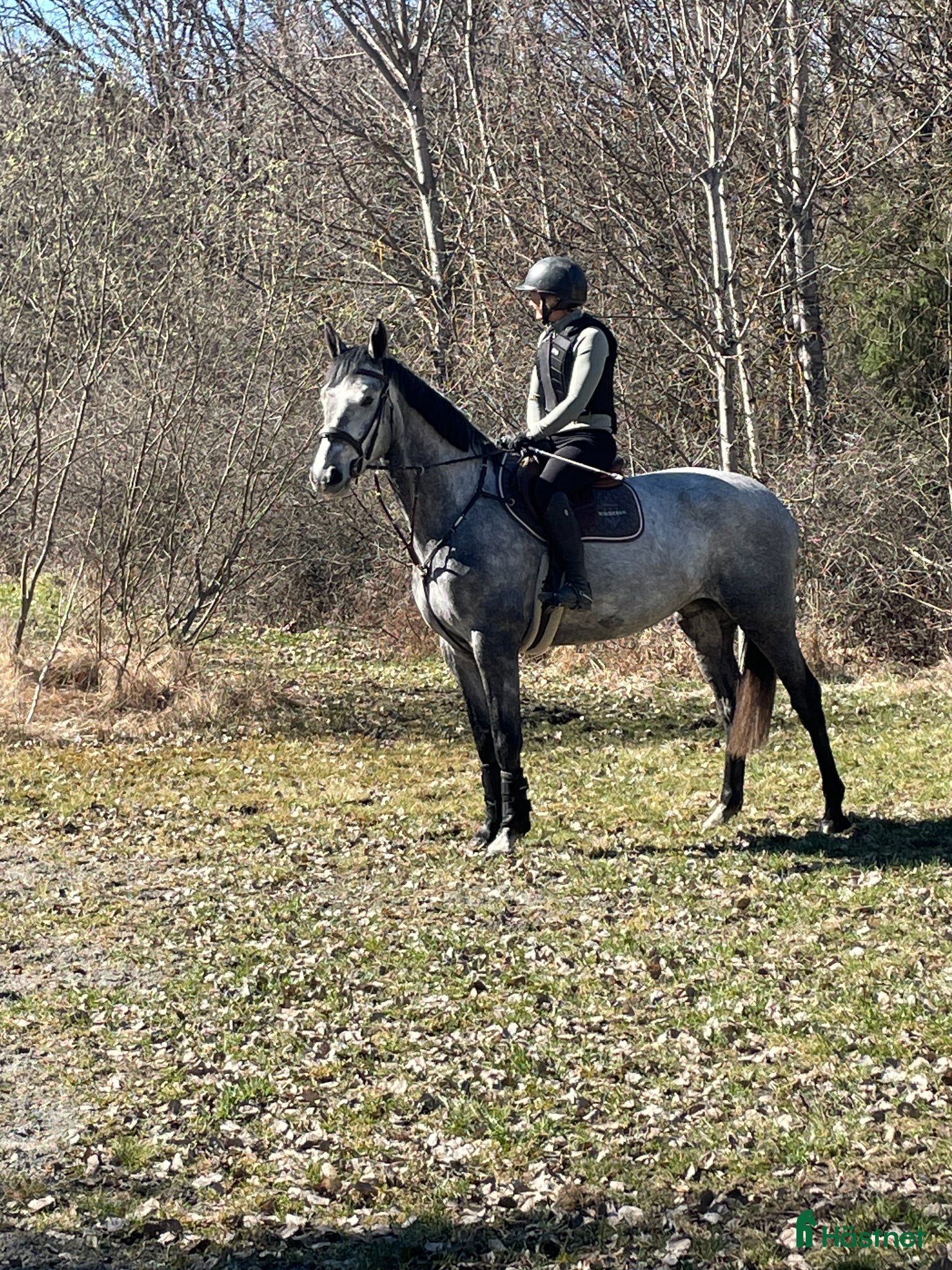 Hoppning hästar till salu: Modig och trevlig fyraåring - Annons 1