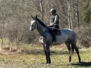 Hoppning hästar till salu: Modig och trevlig fyraåring - Annons 1
