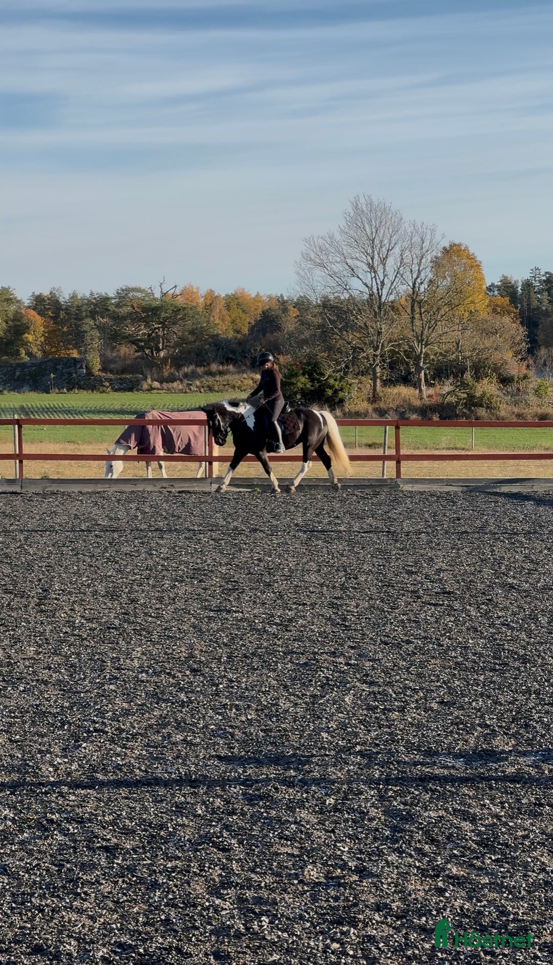 Allround hästar till salu: Vacker drömponny i Uppsala - Annons 2
