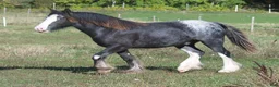 Allround hästar till salu: Irish Cob valack - Annons 6