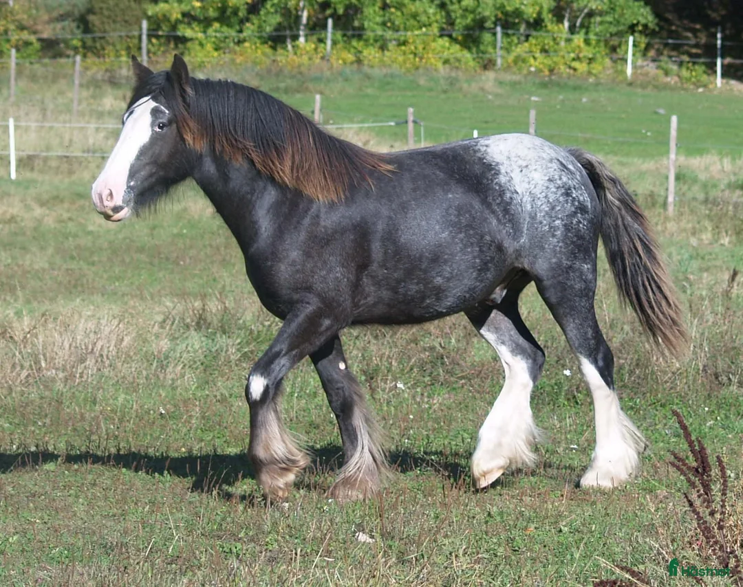 Allround hästar till salu: Irish Cob valack - Annons 6
