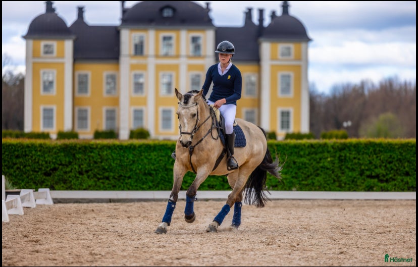  hästar Tävlingshäst sökes i Södertälje - Annons 2
