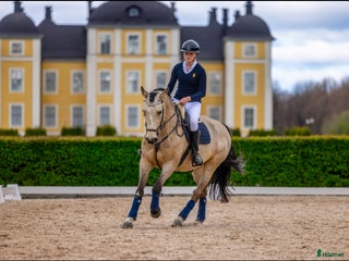 hästar Tävlingshäst sökes i Södertälje - Annons 2