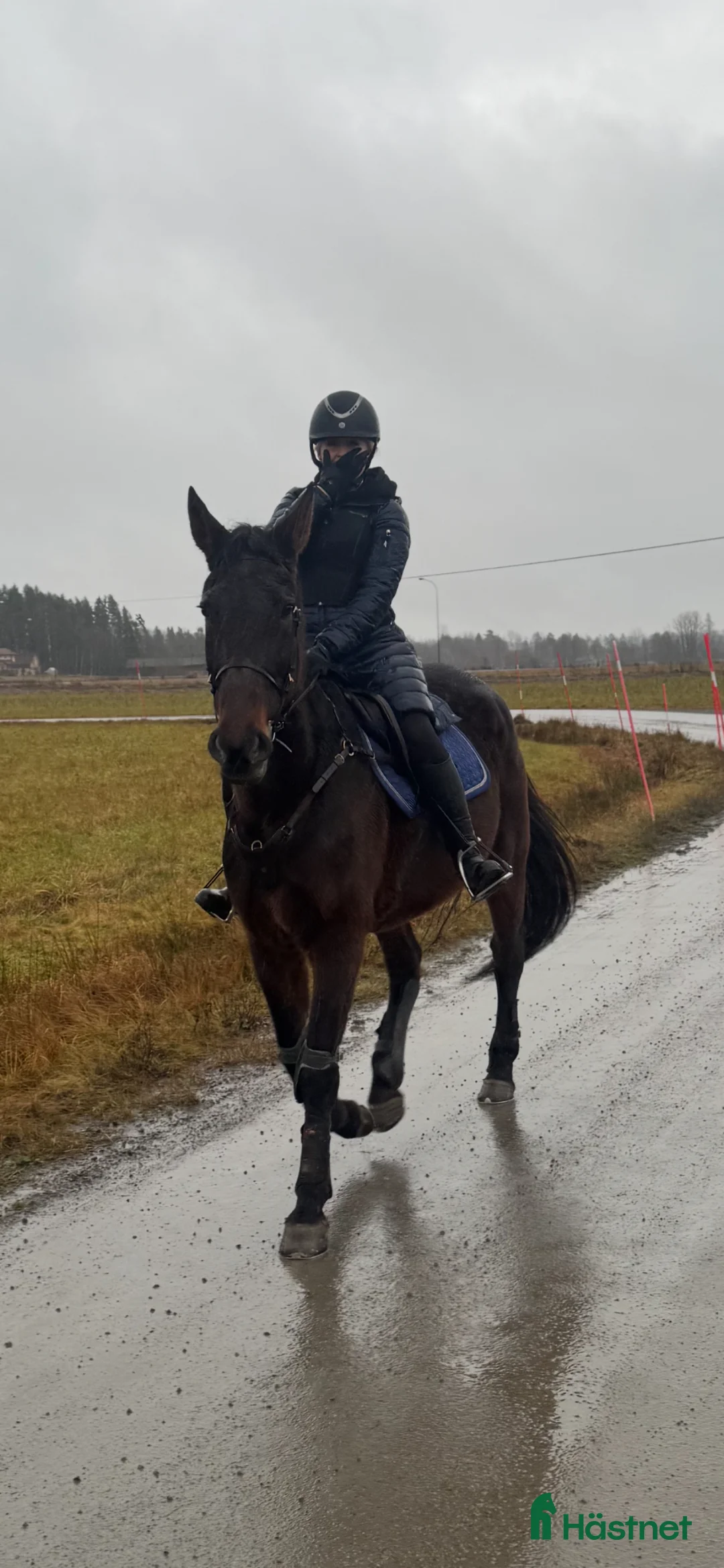 Western hästar till salu: Starthäst/hobbyhäst - Annons 6