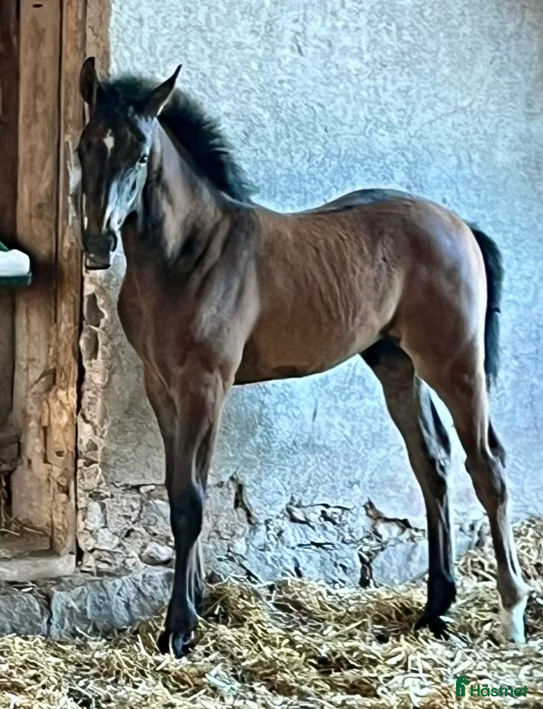 Hoppning hästar till salu: Hingstföl med de lilla extra⭐️ i Sollebrunn - Annons 2
