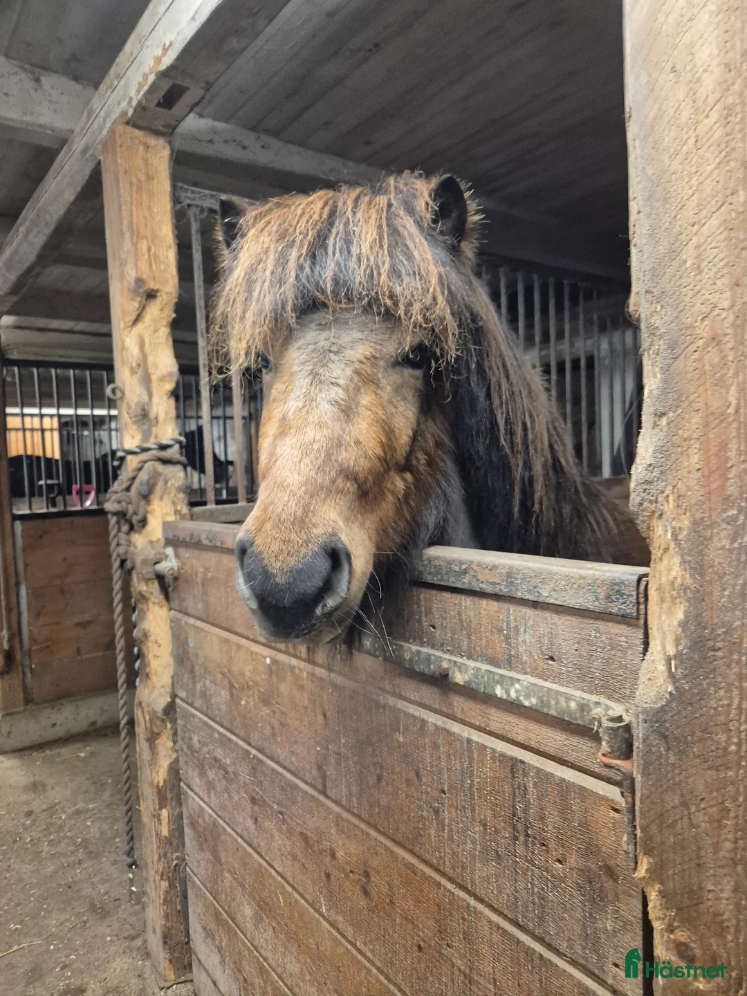 Island hästar till salu: Snäll femgångsvalack - Annons 1