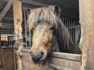 hästar Snäll femgångsvalack - Annons 4